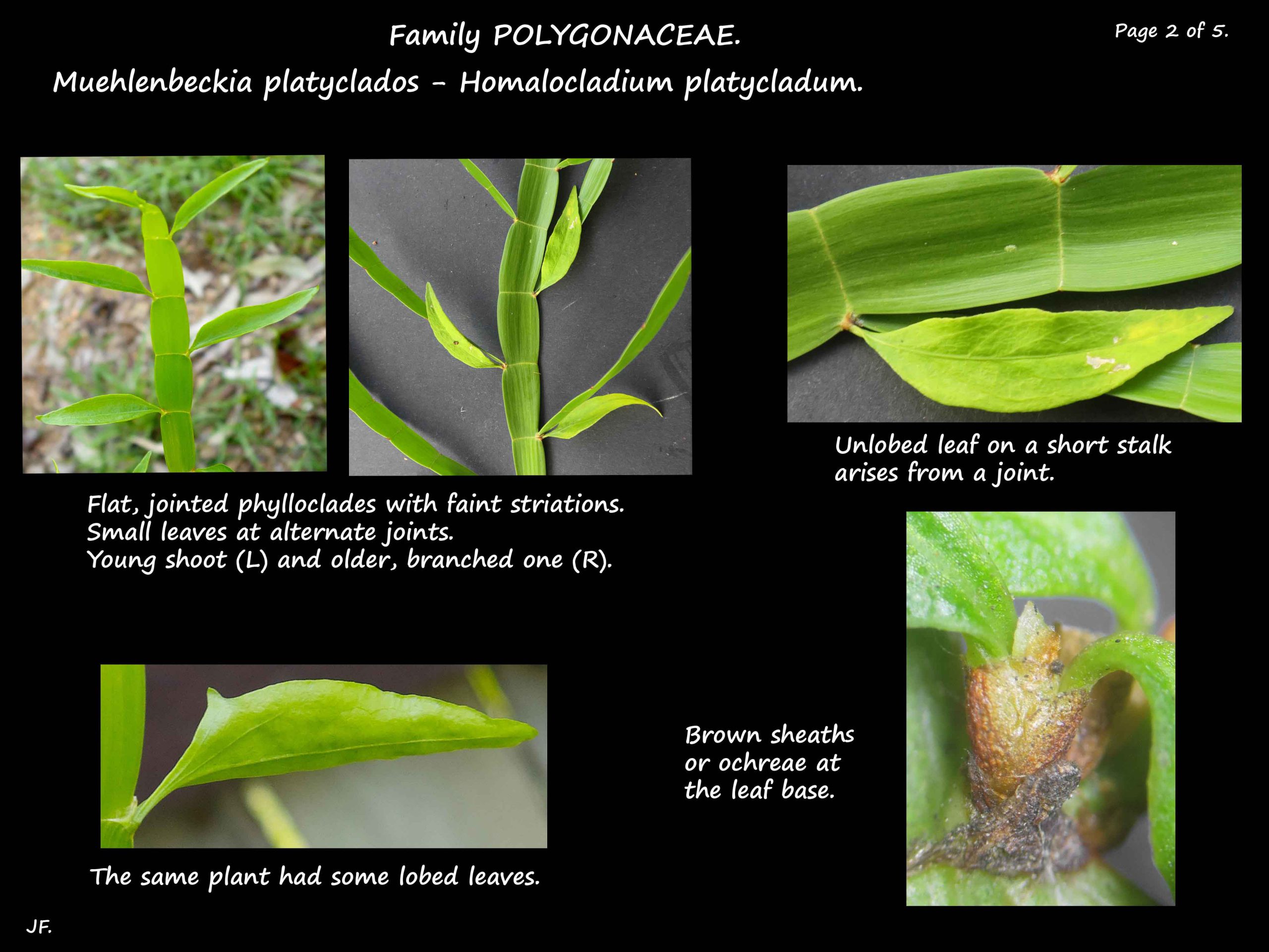 2 Phylloclades & leaves